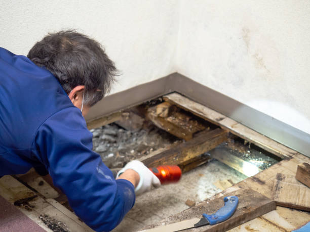 Why You Should Choose Our Mold Remediation Services in Dunkirk, NY